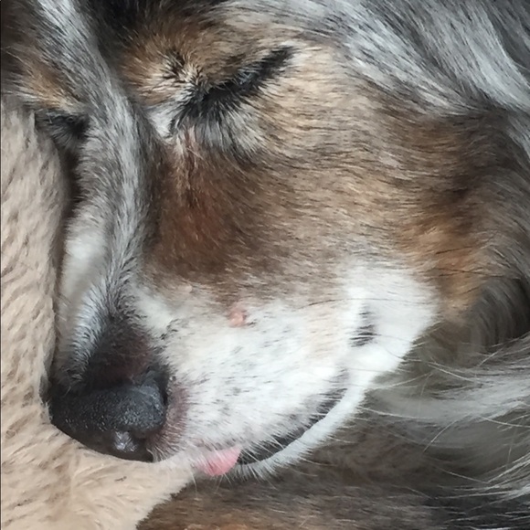 Meet your Posher, Sonya - Picture 1 of 1